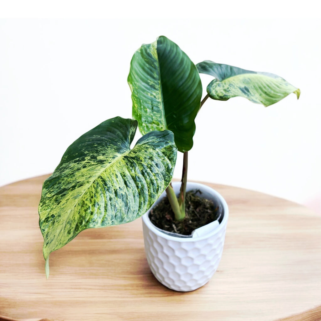 Homalomena sp. variegata