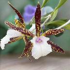 Bc. Theresa Ricci - duftende Blumen