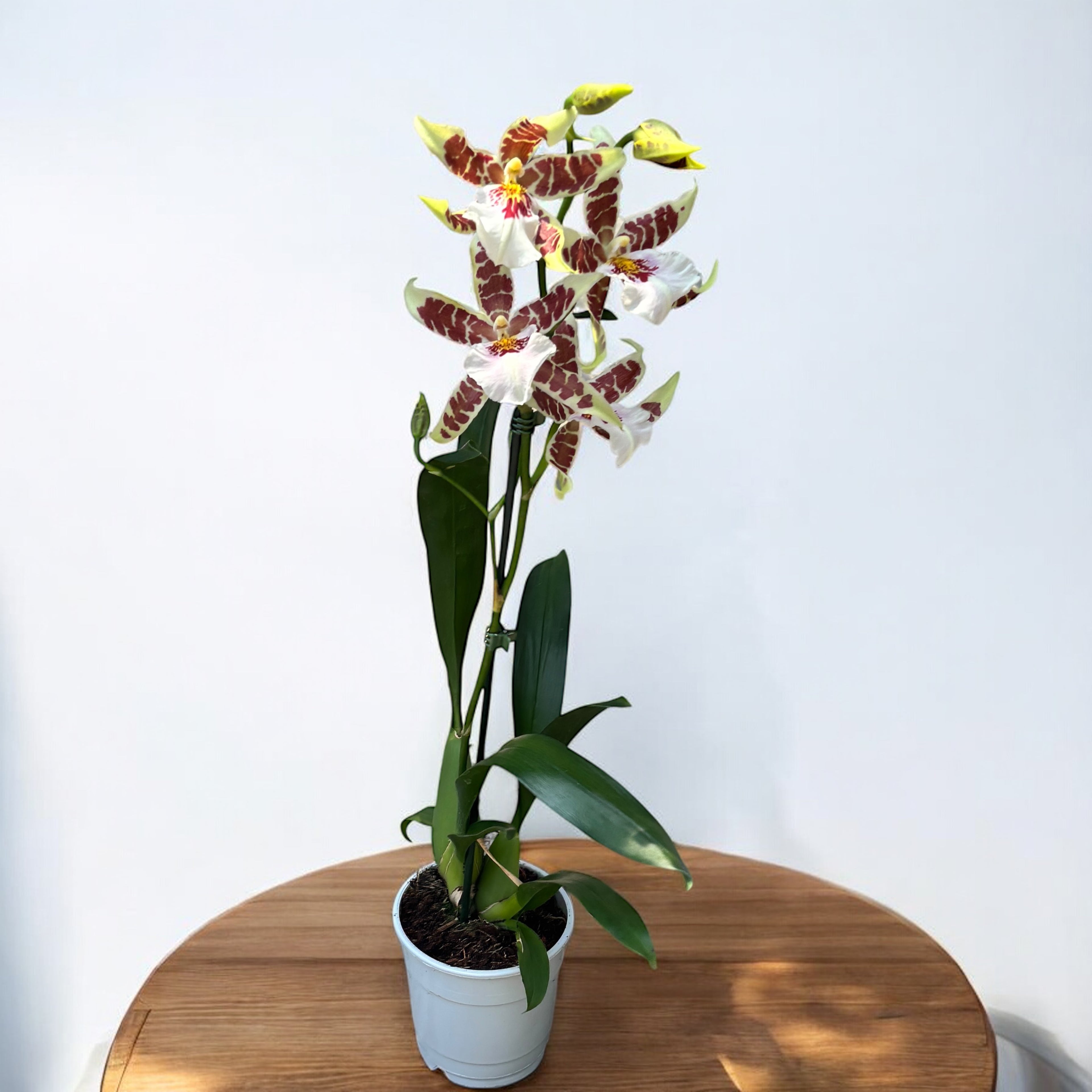 Aliceara Renaissance 'White' - parfumata