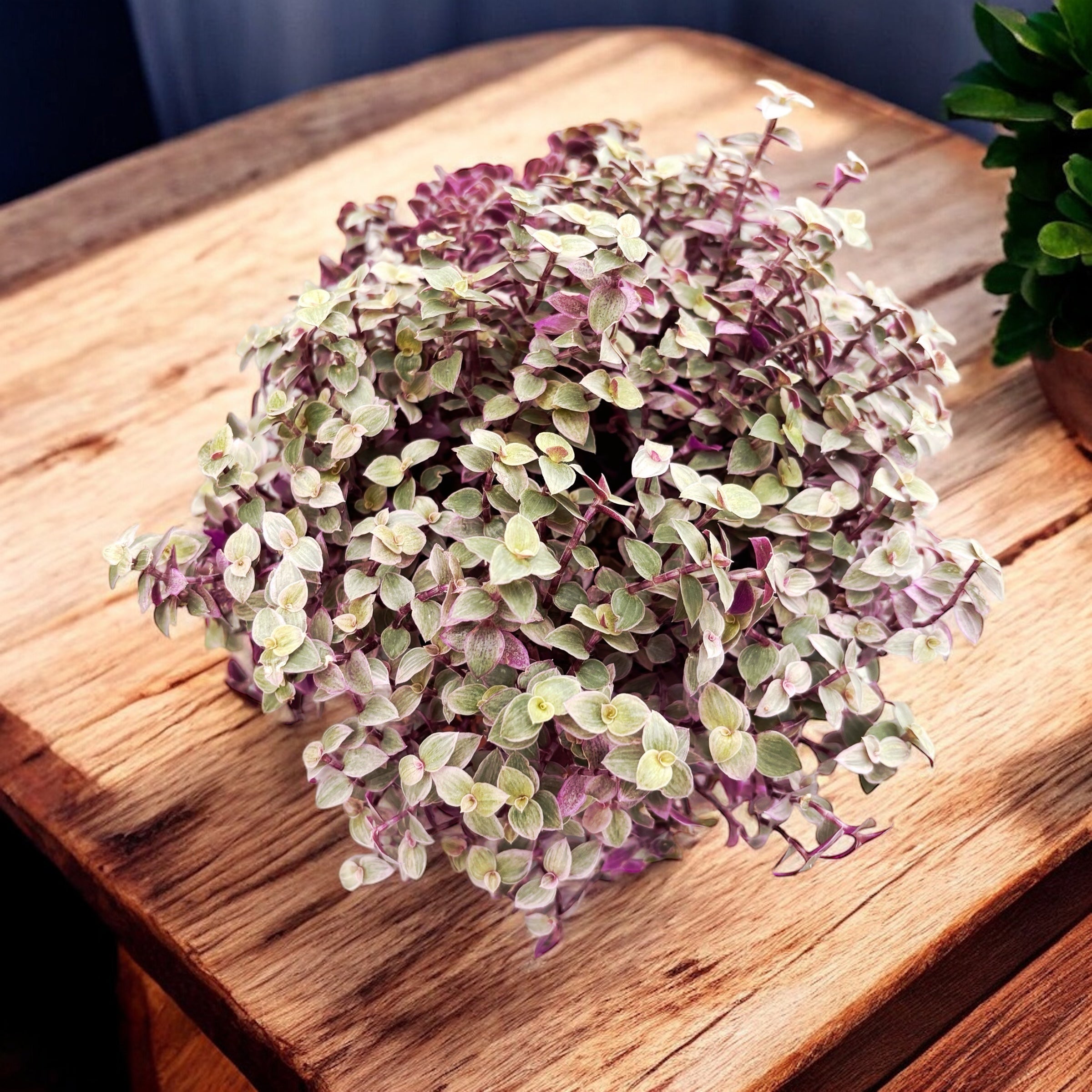 Callisia rosato 'Pink Lady'