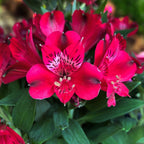 Alstroemeria ‘Inca Bandit’ – crin peruvian compact cu flori rosii spectaculoase
