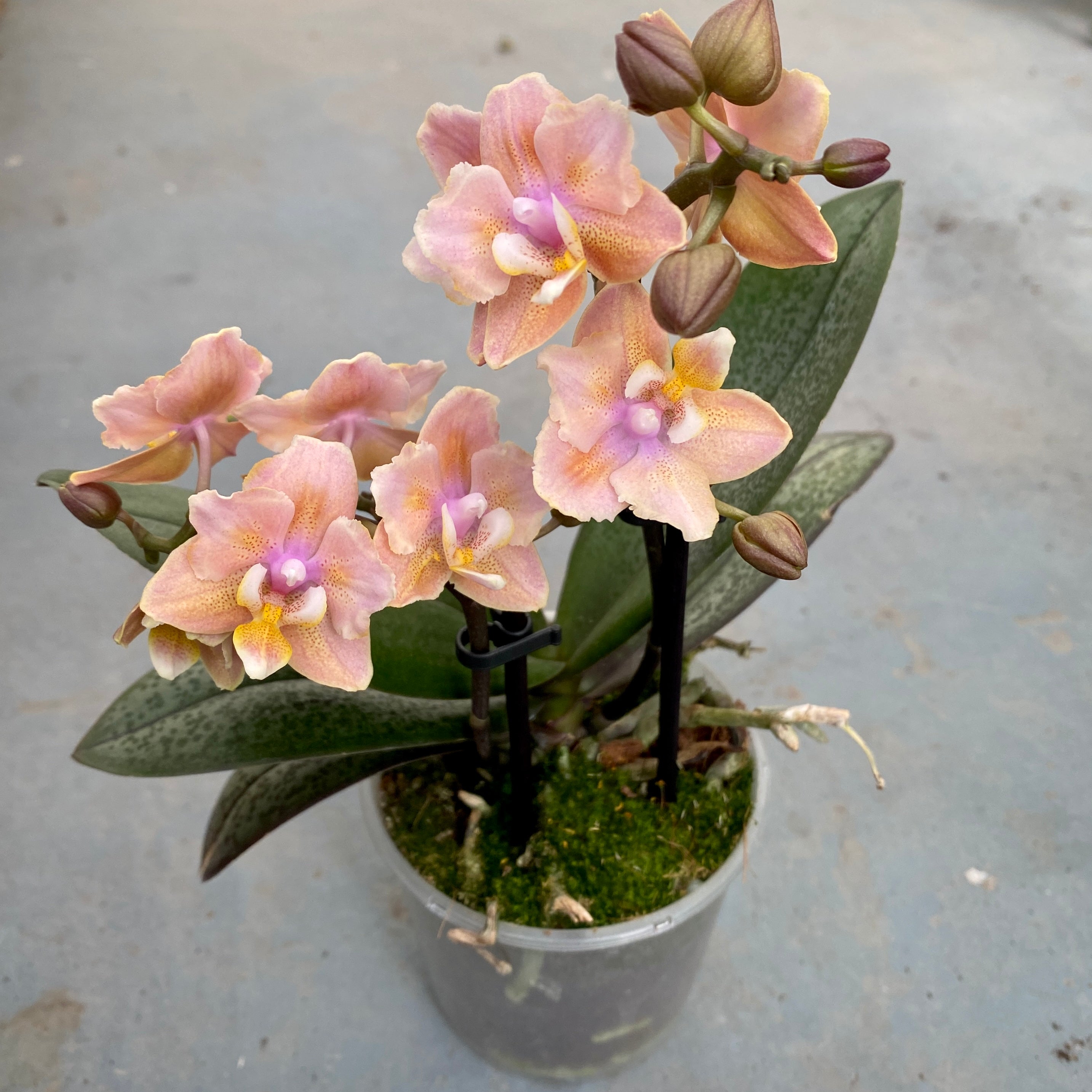 Phalaenopsis Aromio Carola parfumée et pelorique (Papillon)