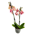 Phalaenopsis Pirate Picotee peloric - fjäril