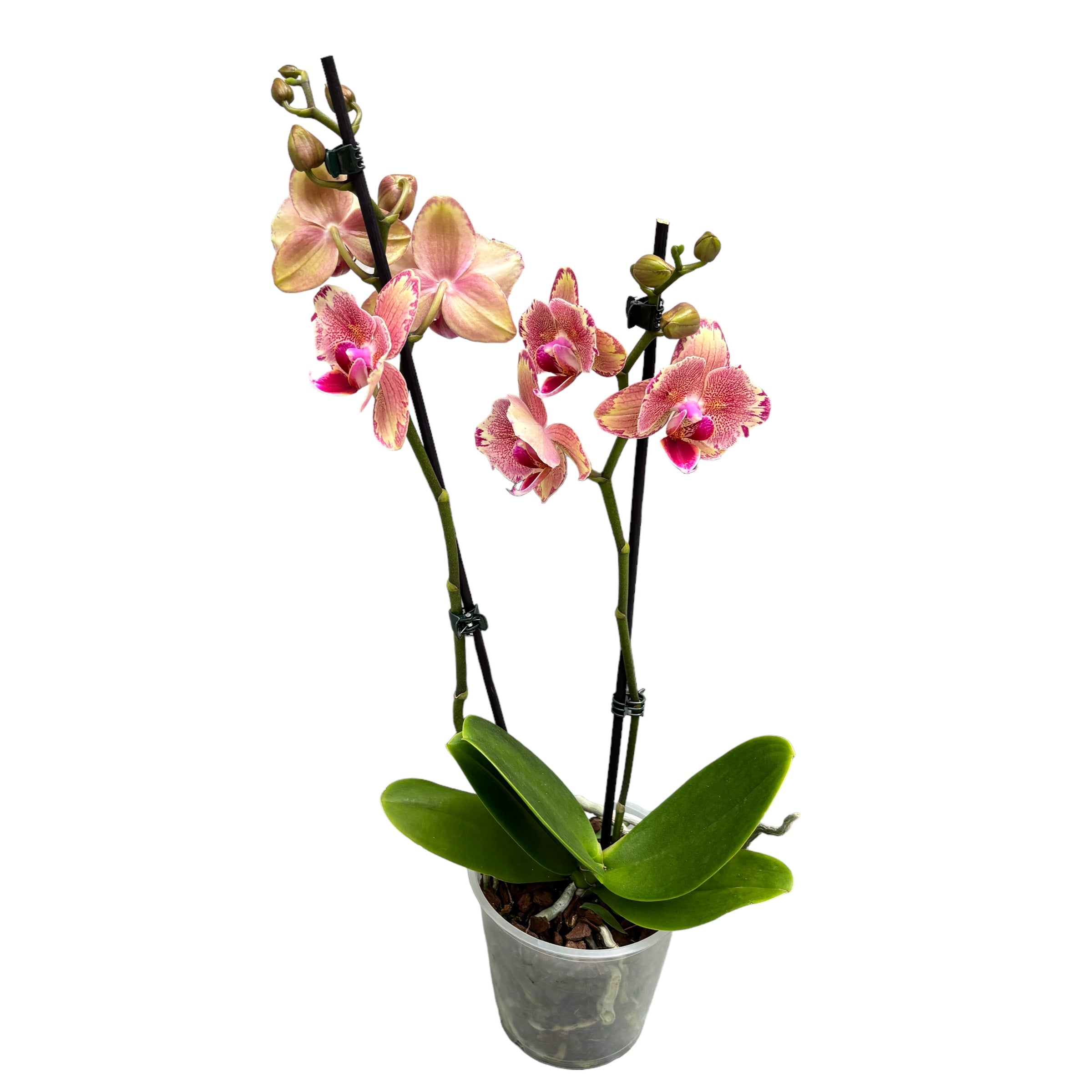 Phalaenopsis Pirate Picotee peloric - butterfly