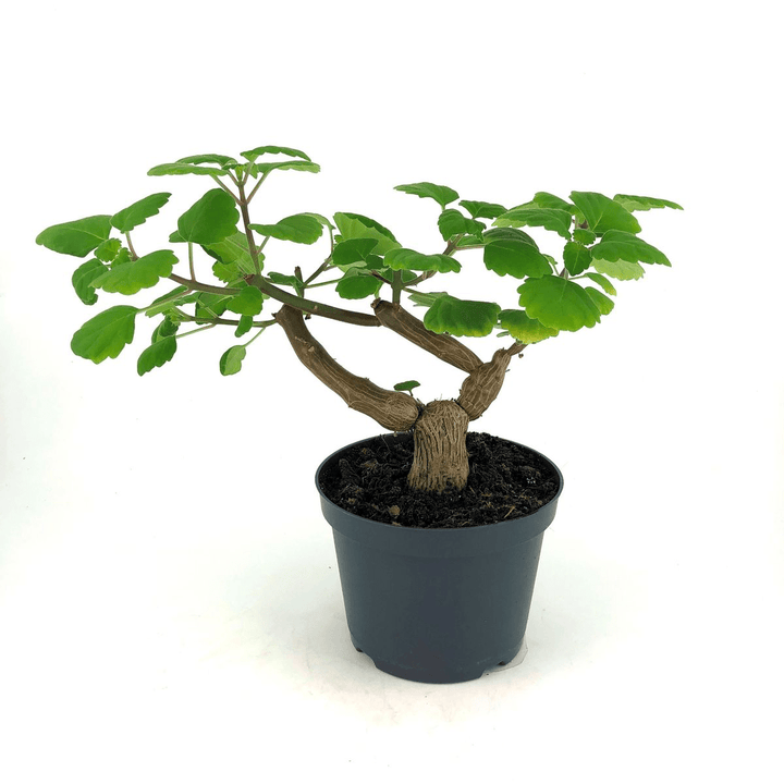 Plectranthus ernstii ('Bonsai Mint')