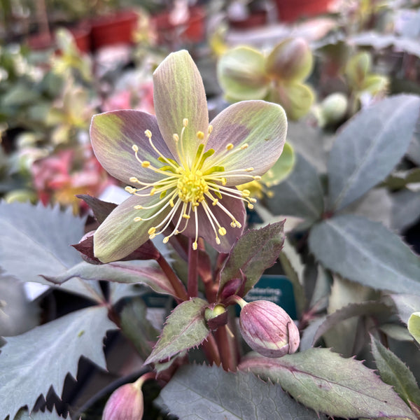 Helleborus sternii 'Silver Dollar' (Christrose, Spanz)