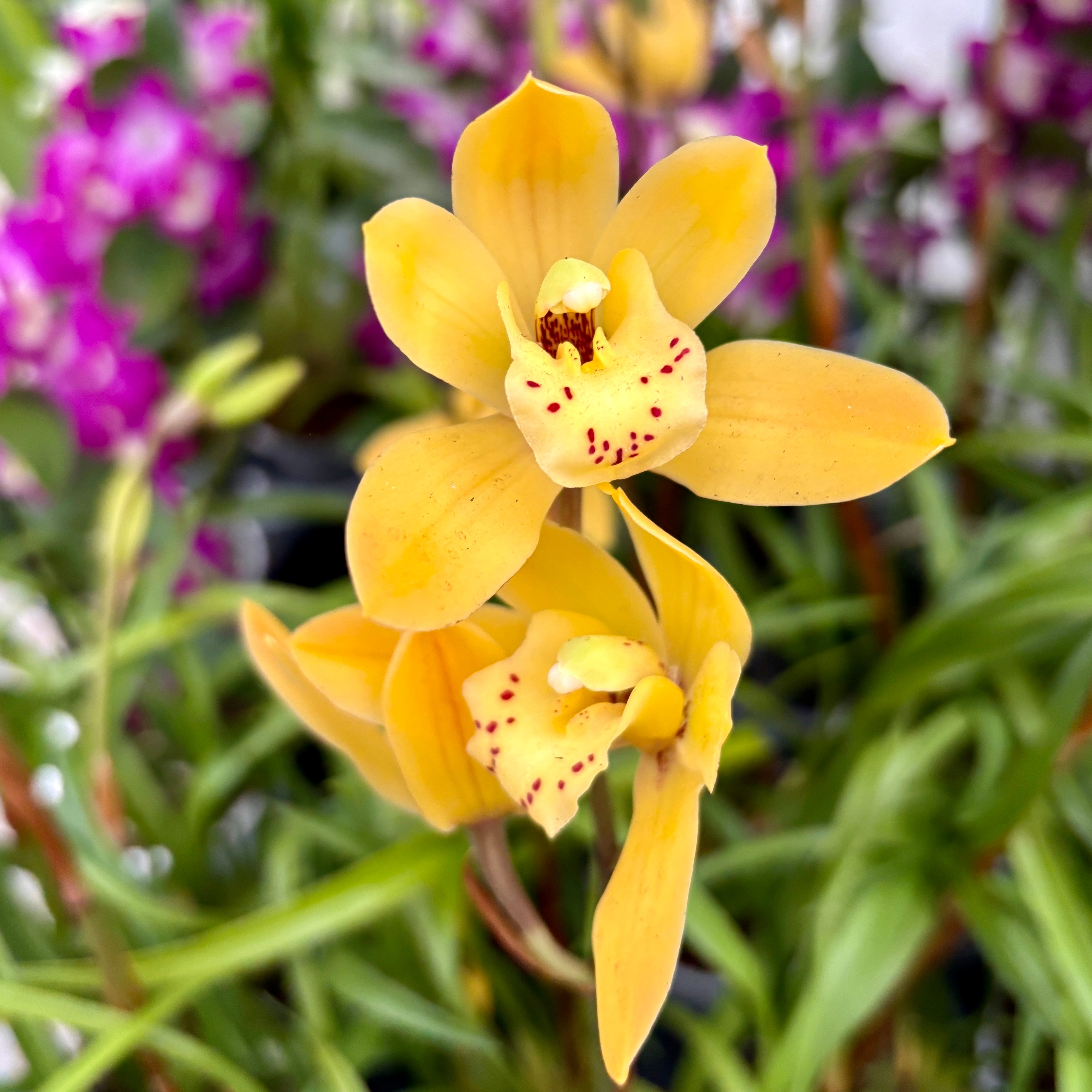 Cymbidium Eastern Bunny - miniaturé compact avec des fleurs parfumées