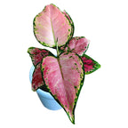 Aglaonema commutatum Red Zircon D9