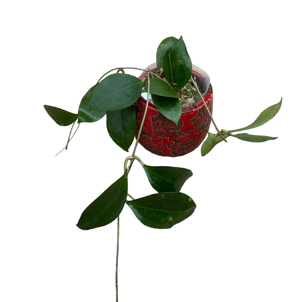 Hoya paulshirleyi - flori parfumate