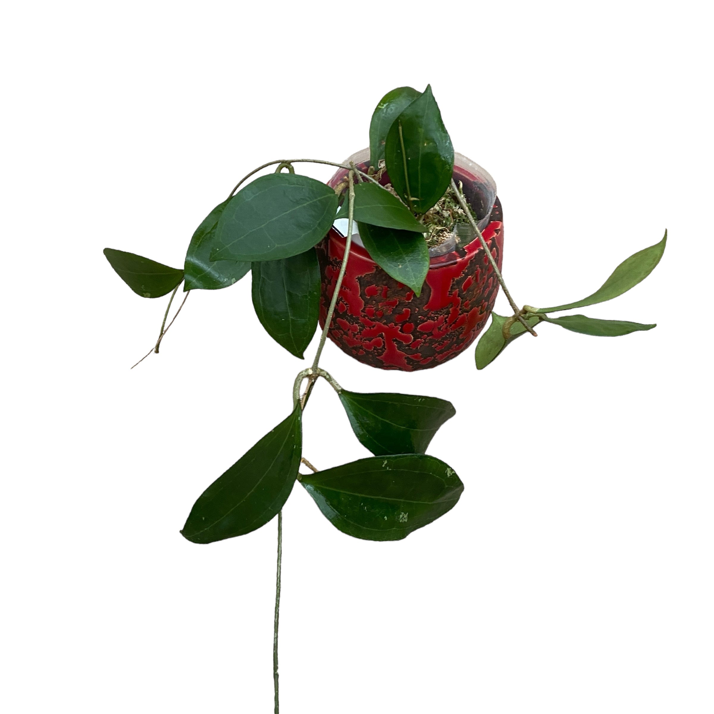 Hoya paulshirleyi - flori parfumate