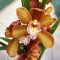 Cymbidium Petit Orange *fragrant