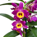 Dendrobium Red Emperor Prince fragrant