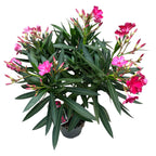 Leandru rosu-ciclam (Nerium Olander) 2pp