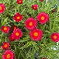 Delosperma Lido ‘Red’ (floarea de gheata, floarea de cristal)