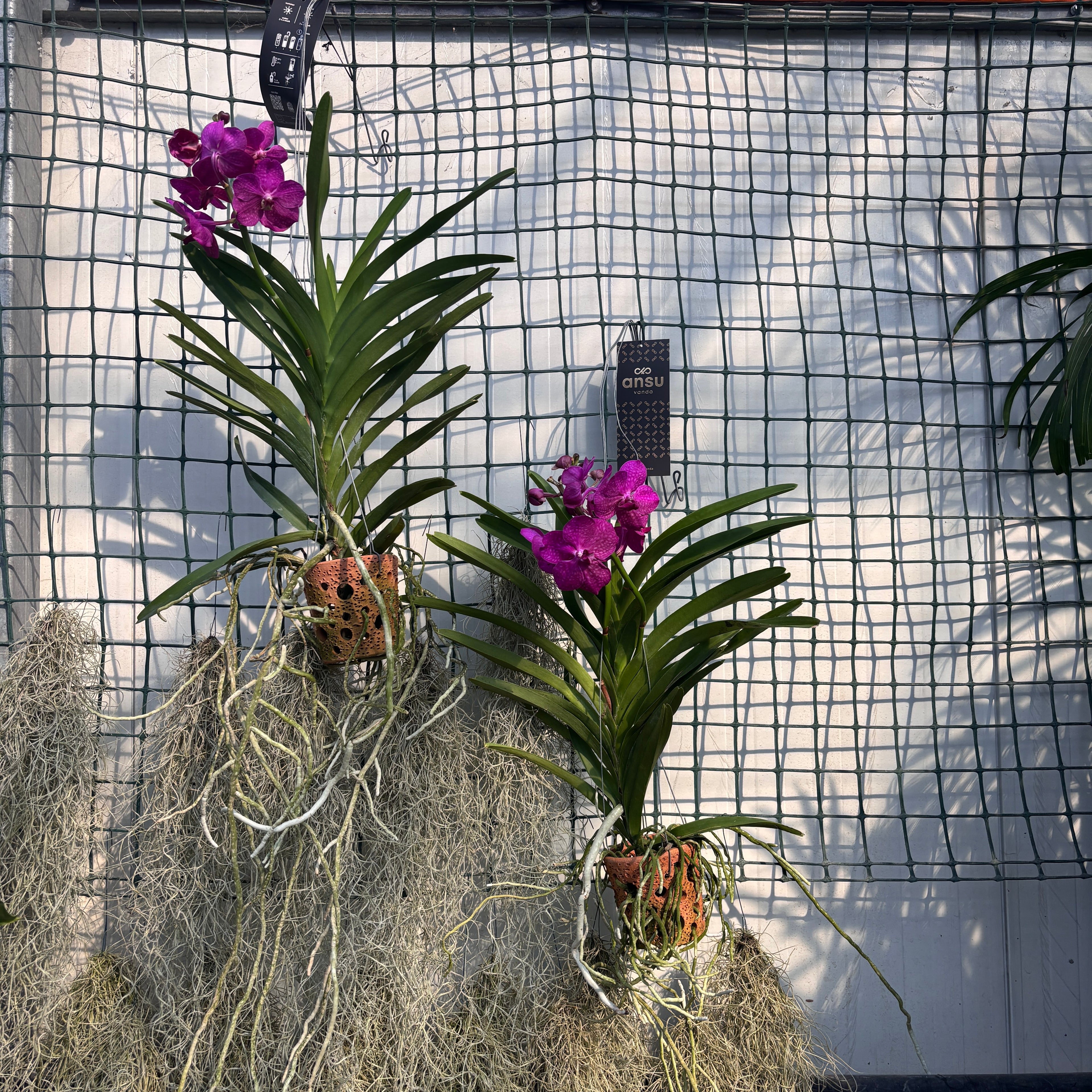 Vanda TAYANEE Cerise (Ansu)