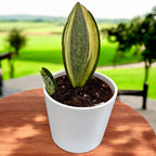 Sansevieria Masoniana Variegata (Variegated Whale Fin)