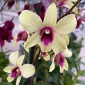 Dendrobium Phalaenopsis Banana Chocolate
