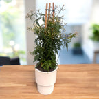 Jasminum polyanthum ‘White’ (Chinese jasmijn) - sterk geurende bloemen