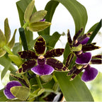 Zygopetalum hybrid #01 - doftande