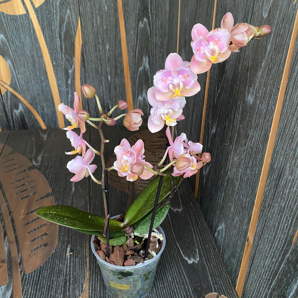 Phalaenopsis Aromio Oriental parfumé et pelorique (Papillon)