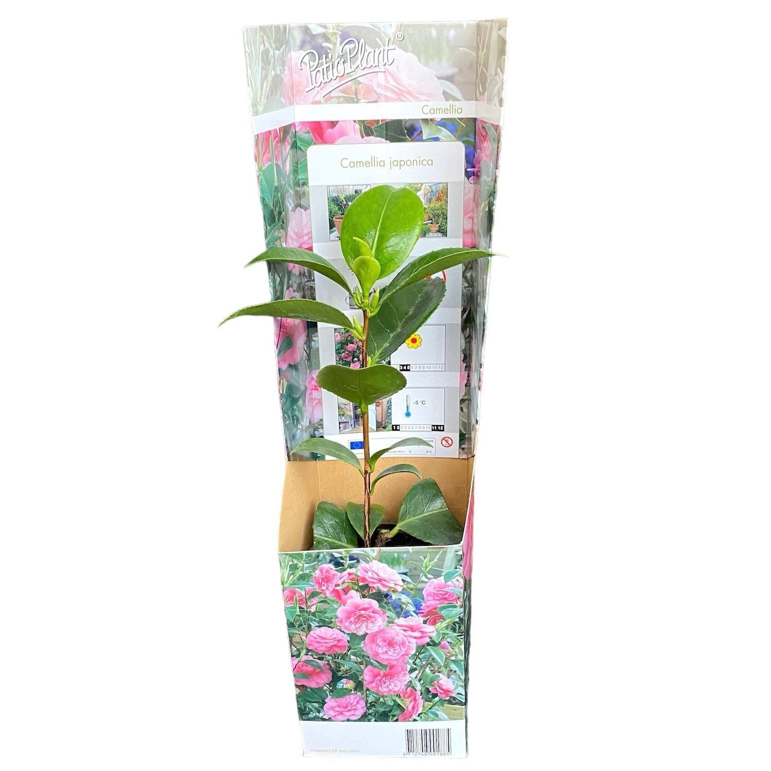 Camellia japonica 'Double Pink' - rezistenta la inghet, exemplare tinere