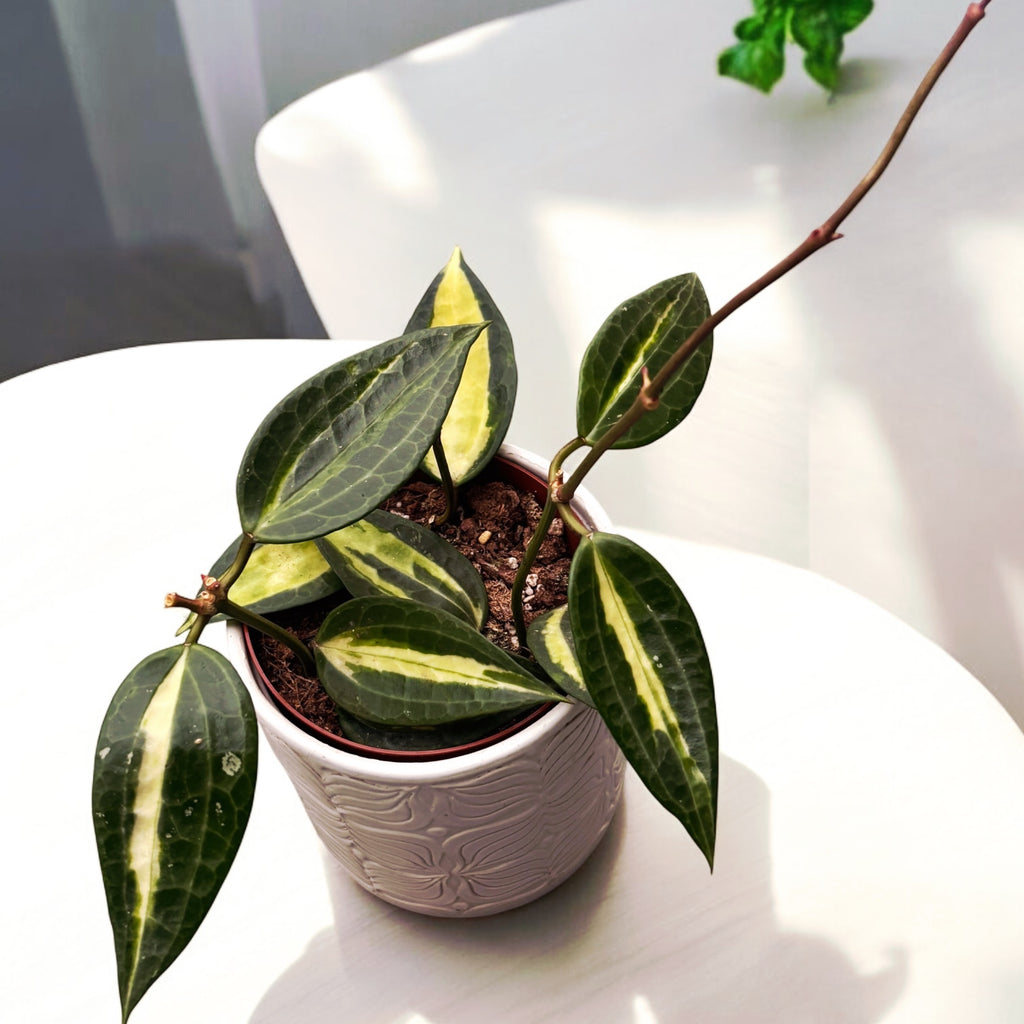 Hoya latifolia 'Pot of Gold' (Variegata) D9