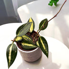 Hoya latifolia 'Pot of Gold' (Variegata) D9