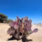 Opuntia macrocentra – cactus de gradina cu spini lungi si fructe comestibile
