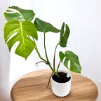 Monstera deliciosa 'Variegata' (low variegation)