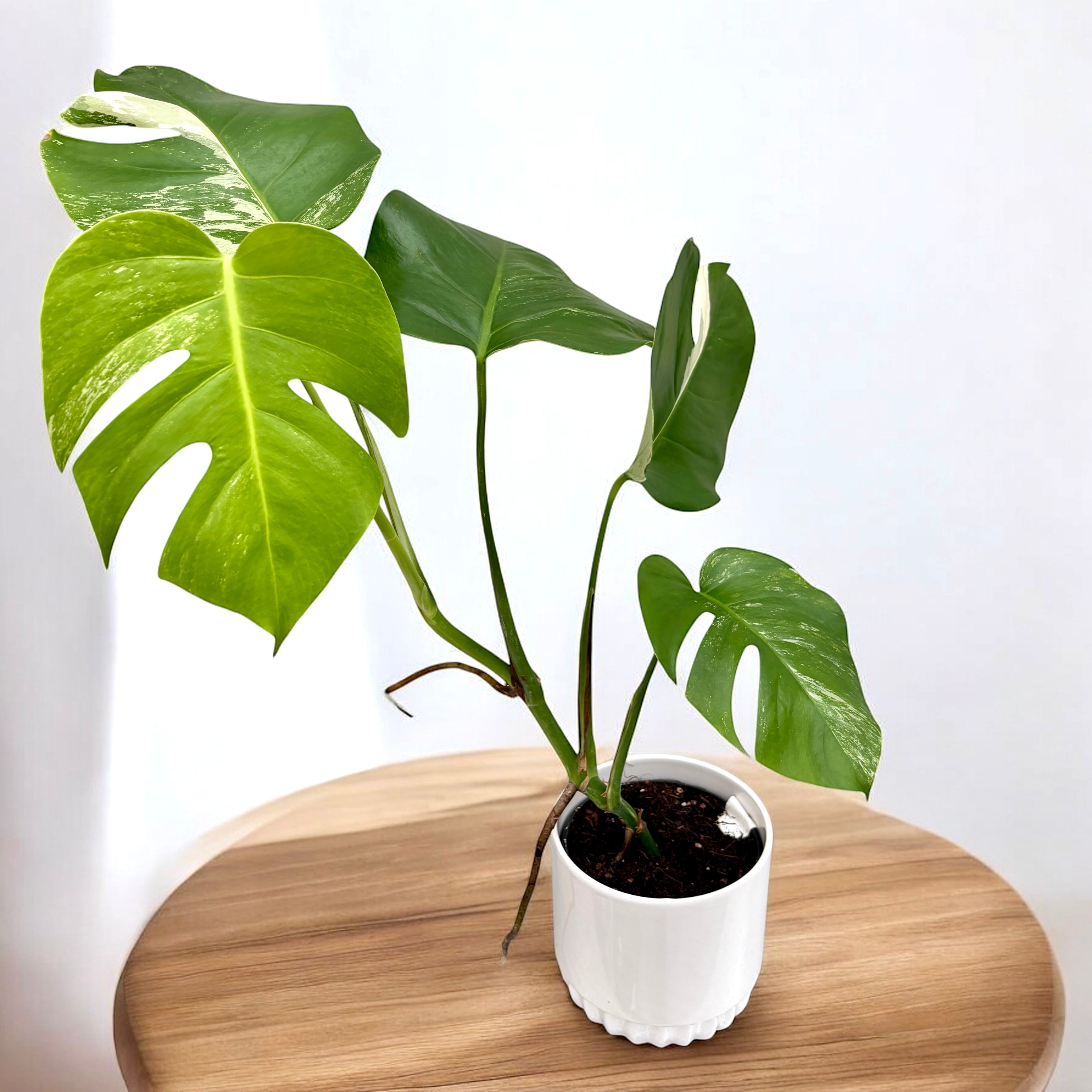 Monstera deliciosa 'Variegata' (low variegation)