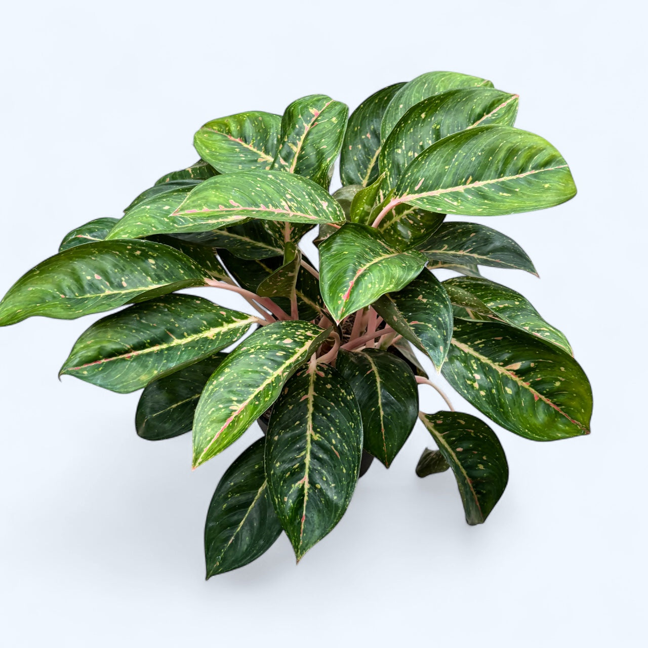 Aglaonema 'Red Reflection’ - exemplar XXL (unicat)