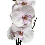 Phalaenopsis 'Manta Ambon' grote lip