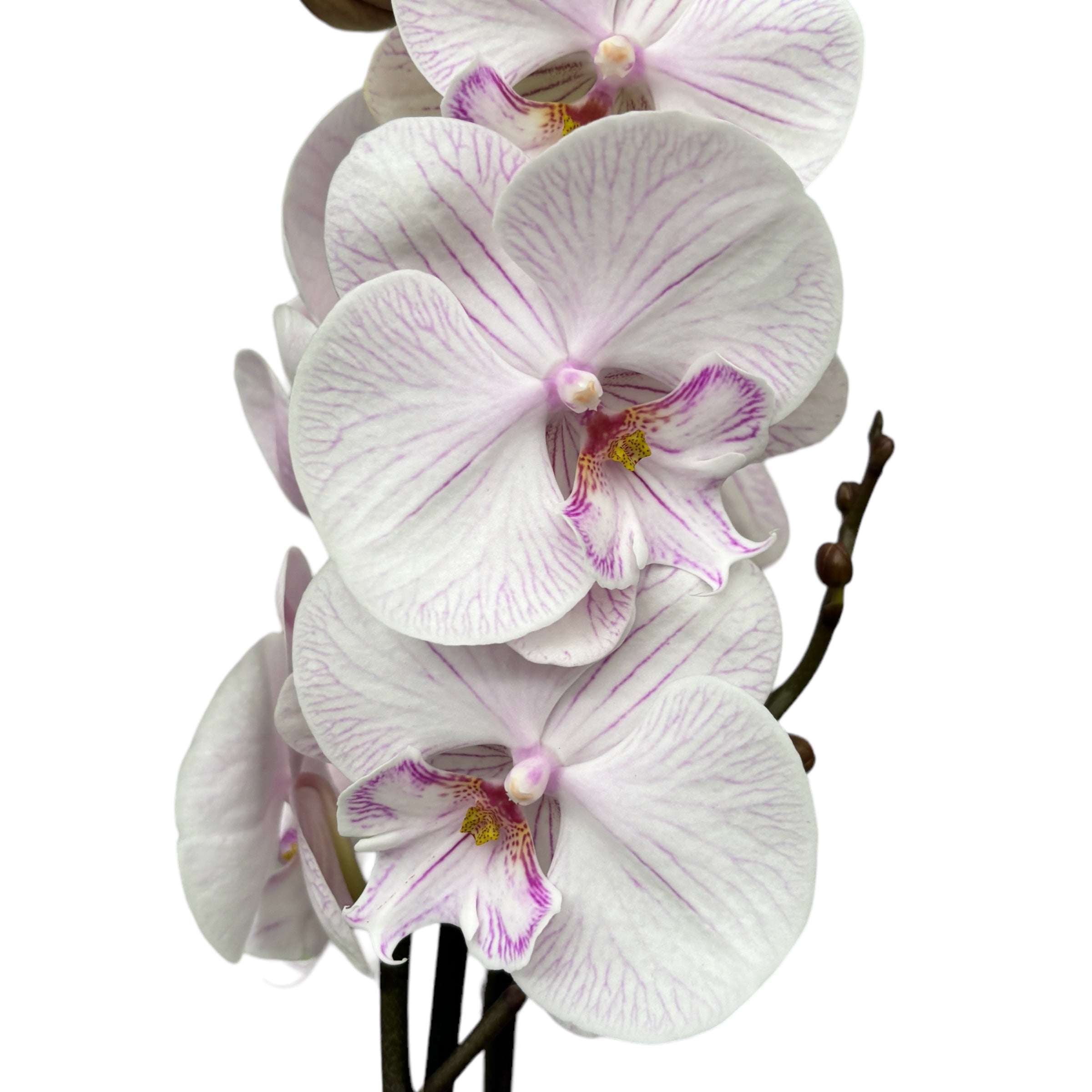 Phalaenopsis 'Manta Ambon' große Lippe