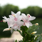 Craciunita alba - Schlumbergera 'White Eva'