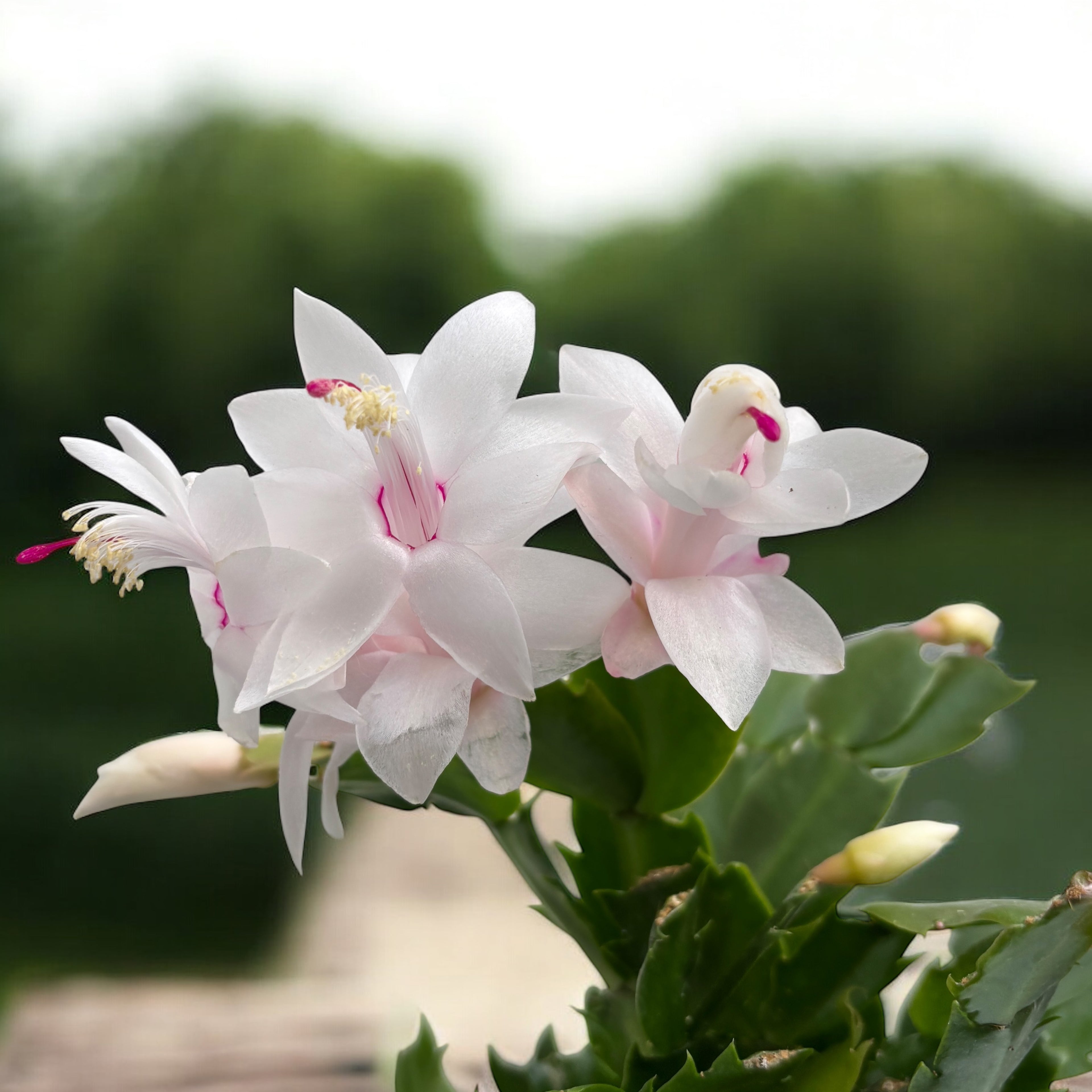 Craciunita alba - Schlumbergera 'White Eva'