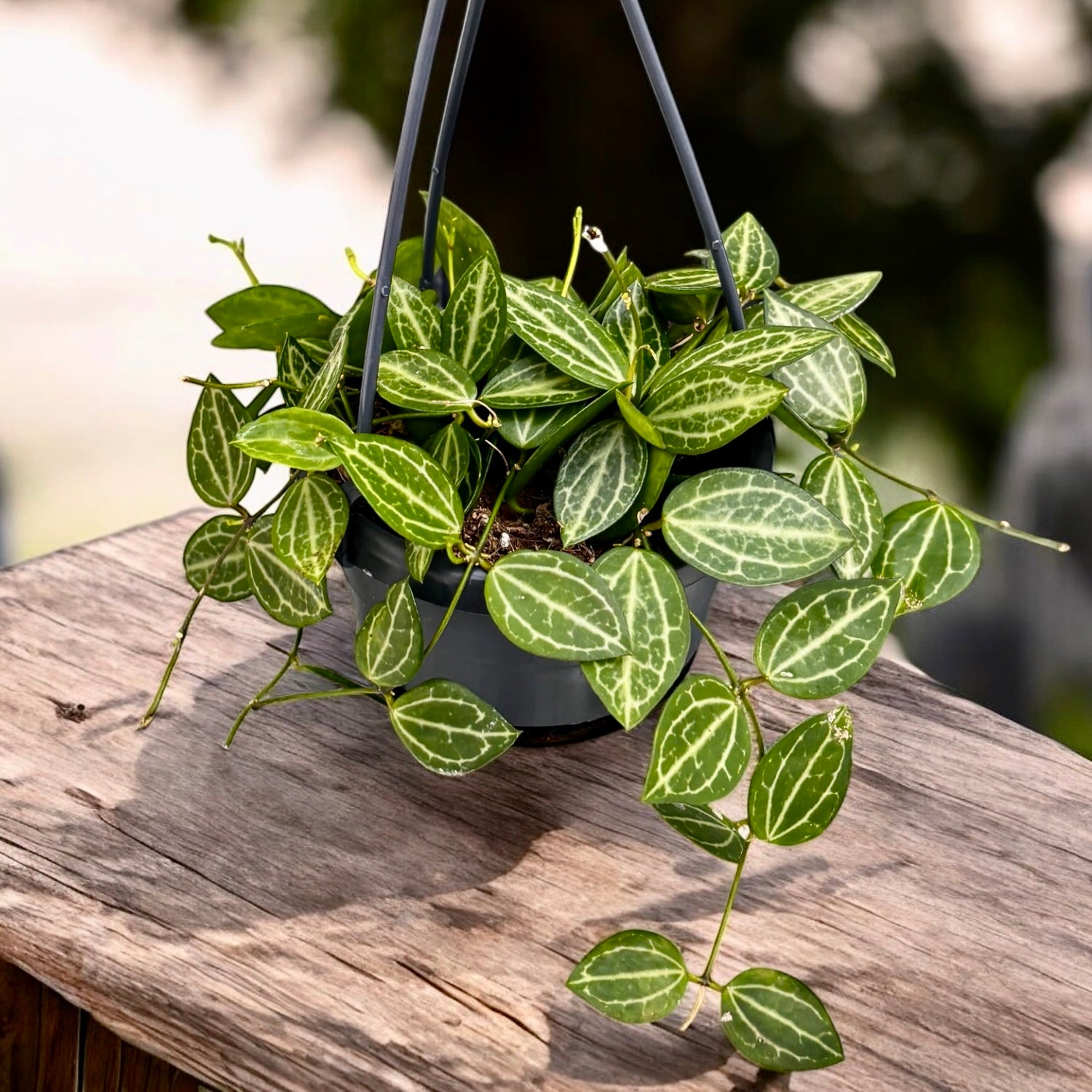 Dischidia ovata 'Watermelon'