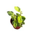 Pedilanthus tithymaloides ‘Splish Splash’ - Devil’s Backbone