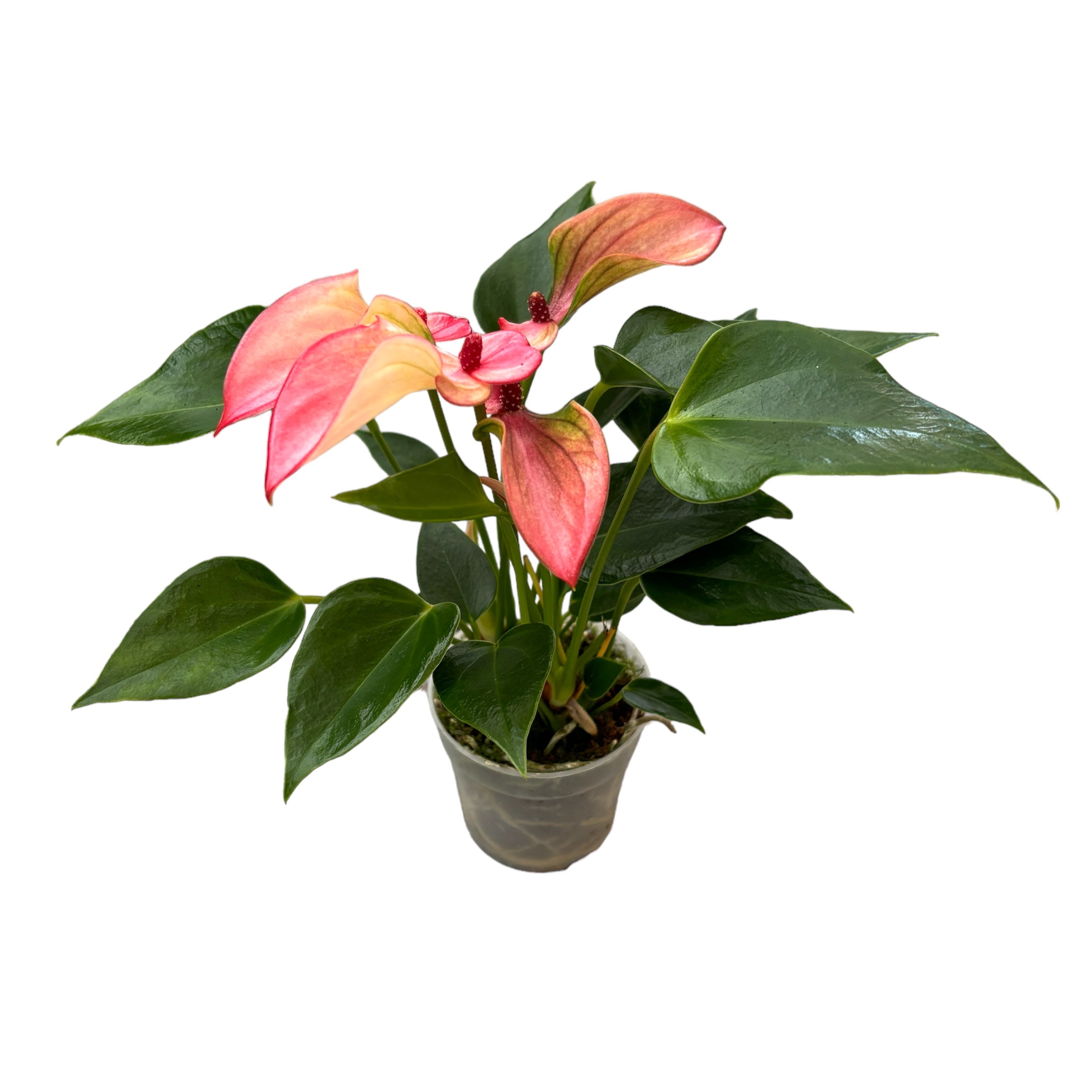 Anthurium Matata D7 – Secret Garden Plant Shop