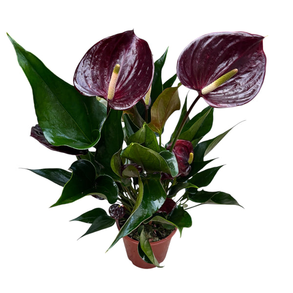 Anthurium ‘Chelsey Chocolate’ - flori spectaculoase