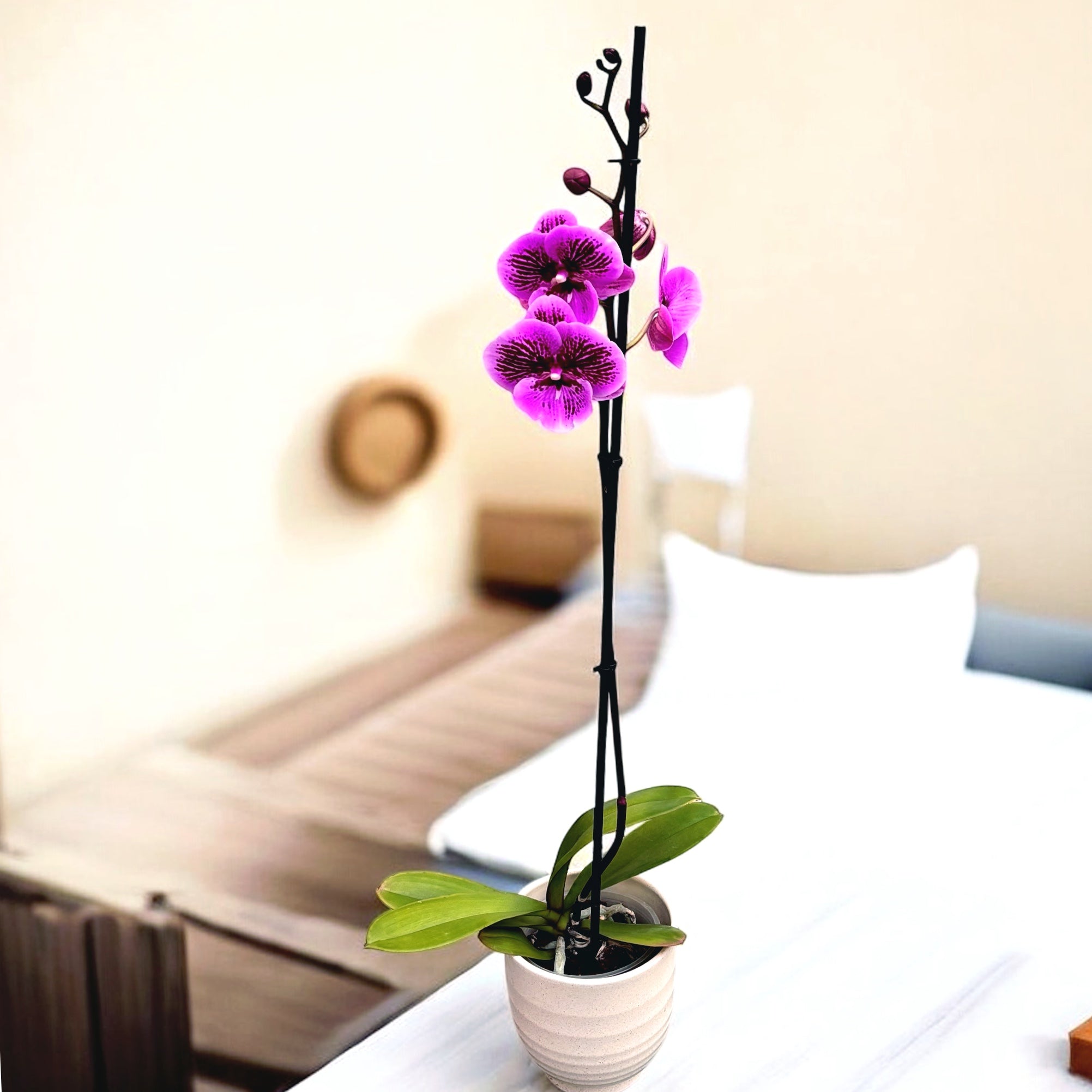 Phalaenopsis Wild Berry big lip