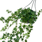 Edera - Hedera helix 'Wonder' esemplare XL