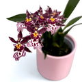 Oncidium (Cyrtocidium) Holm’s Wizard - pink - intensely fragrant!