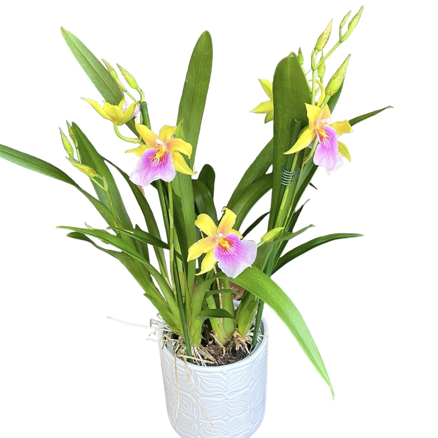 Miltonia Sunset (Pansy Orchid)