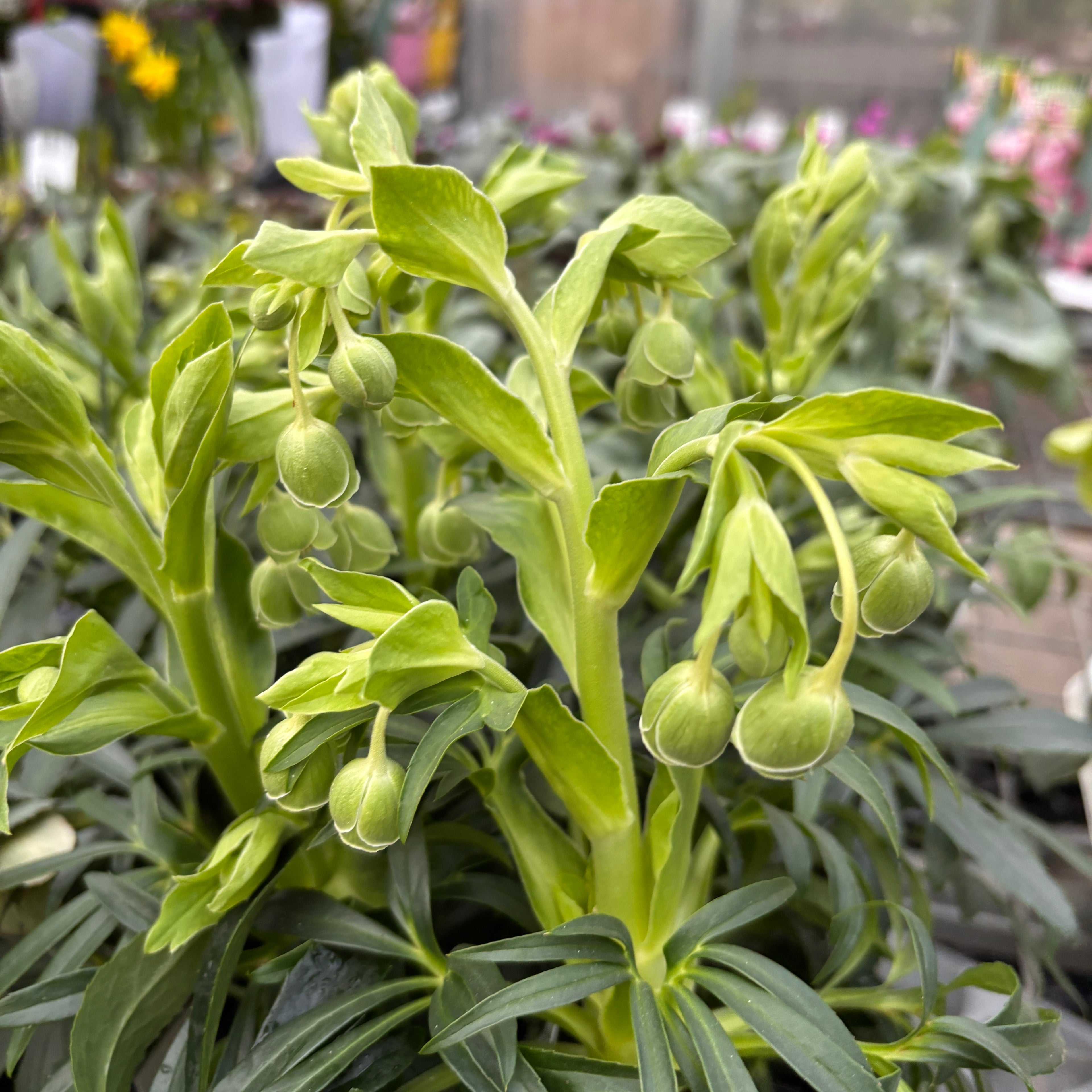 Helleborus foetidus – hellébore fétide, fleur décorative et résistante