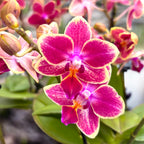Phalaenopsis Kyra *duftend