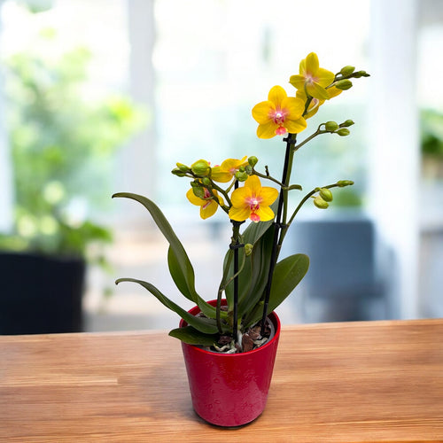 Phalaenopsis Limited