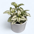 Hypoestes phyllostachya 'Splash Select White' (Punktierte Pflanze)