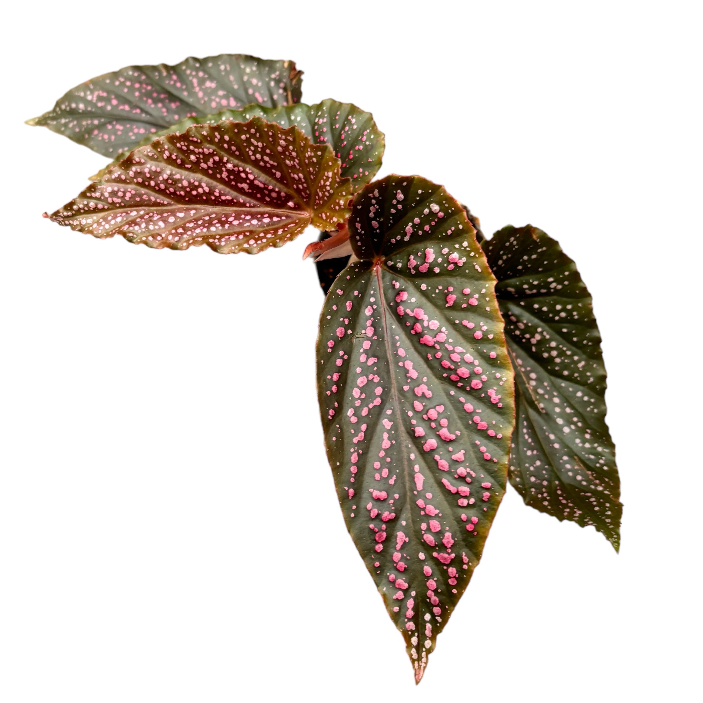 Begonia 'Polka Dot Pink' (babyplant)