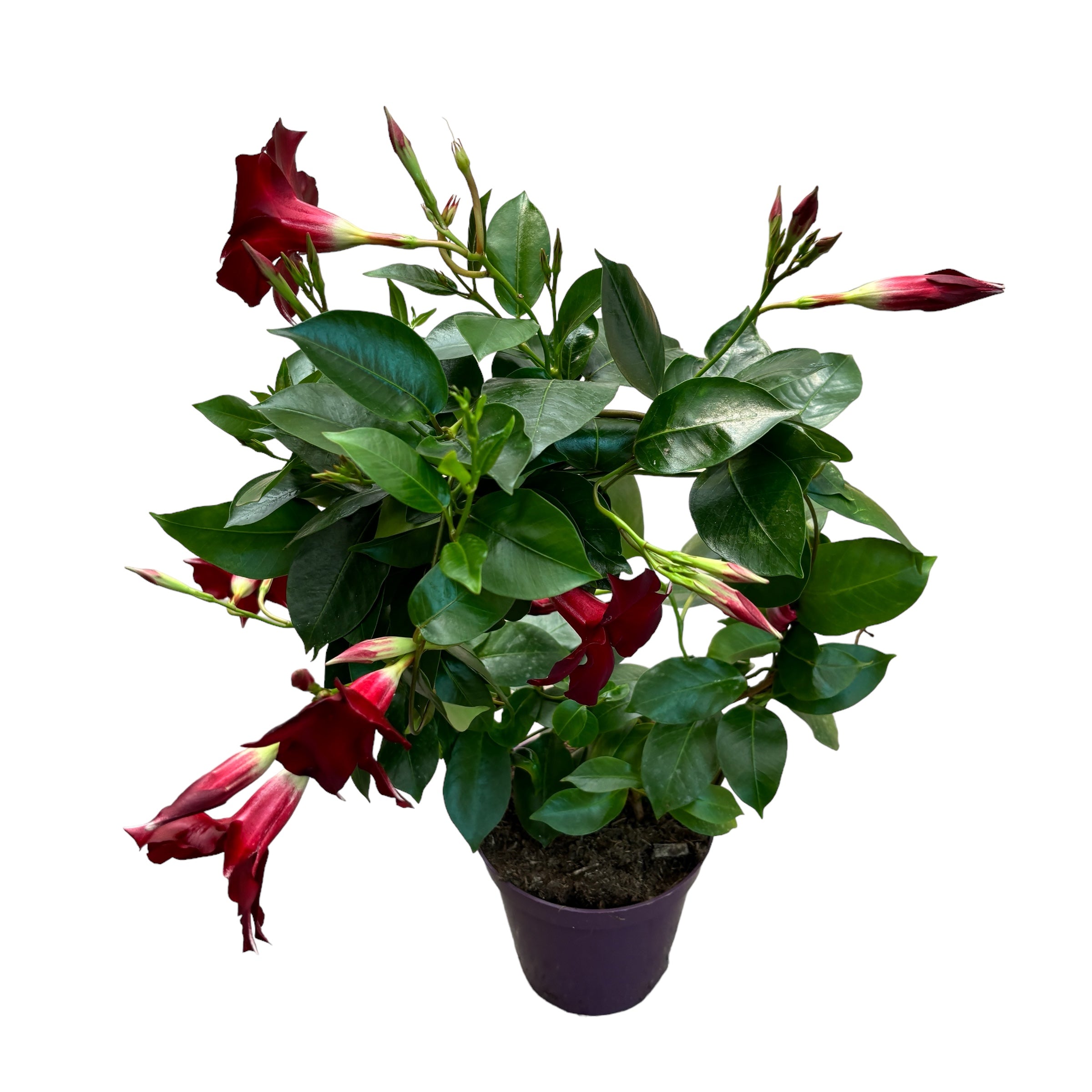 Mandevilla Sundaville Pretty Red - Dipladenia (flori parfumate)