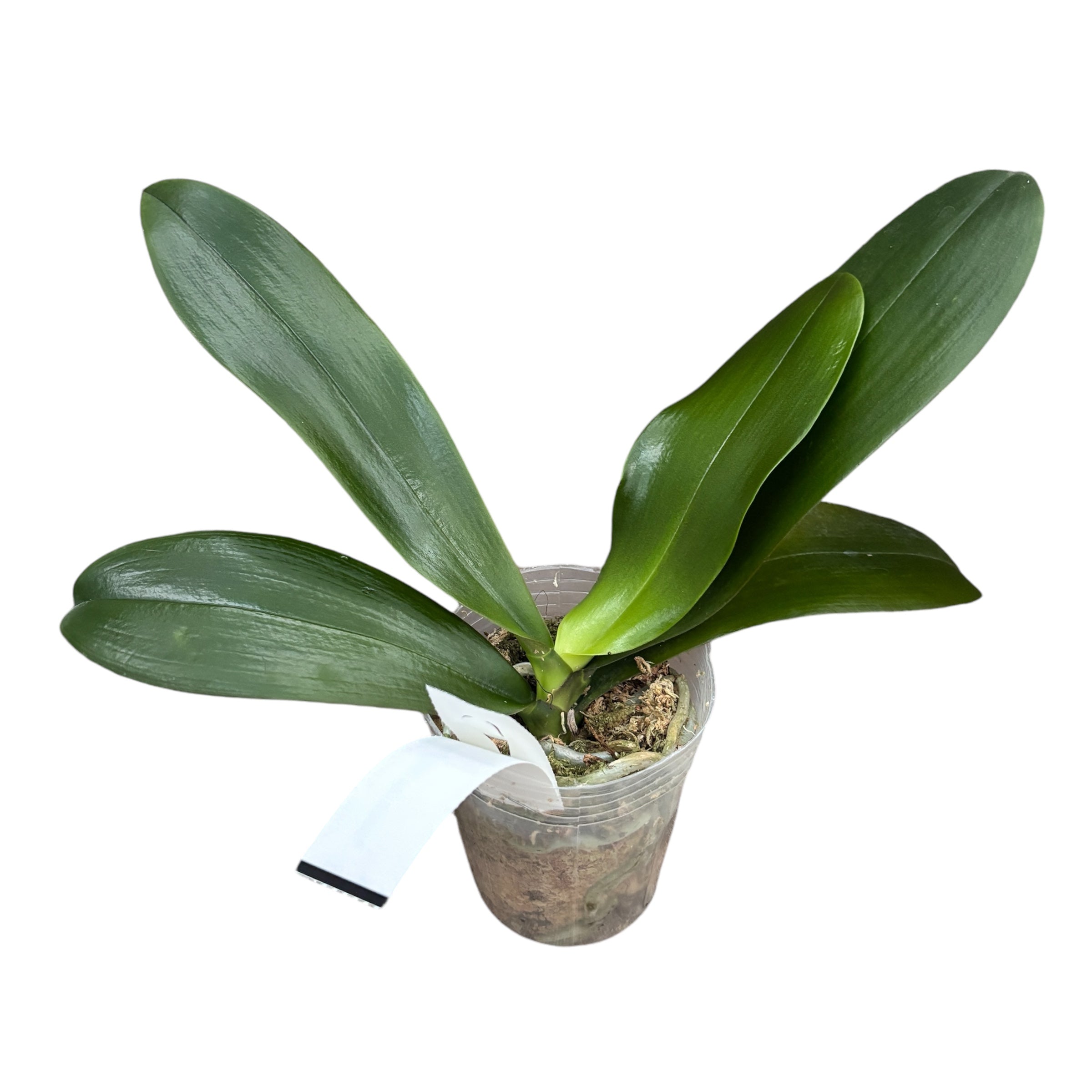 Phalaenopsis (Lioulin Goldfinch × Princess Kaiulani) '1445'